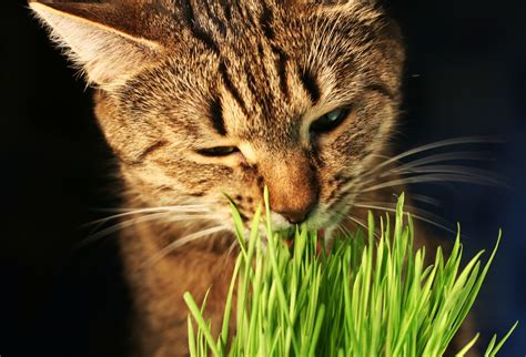 Herbes à chat dépurative et euphorisante : bien les ...