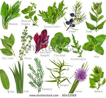 Herbs Pictures and Names | Names Of Herbs | medicinal and ...
