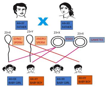 Heredity Examples | www.pixshark.com   Images Galleries ...