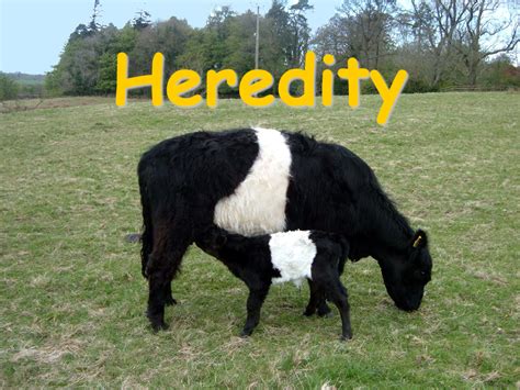 Heredity   Presentation Biology   SliderBase
