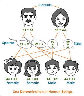 Heredity,evolution Introduction | Tutorvista.com