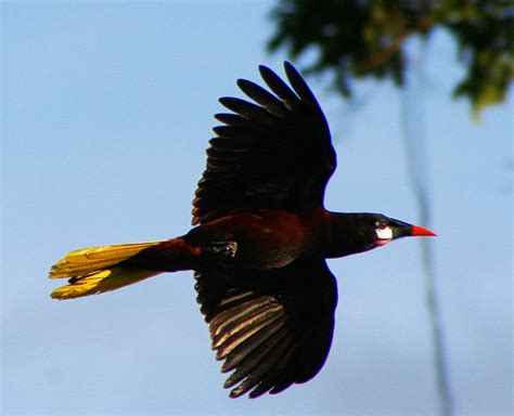 hermosas aves colombianas  +5    Ecología   Taringa!