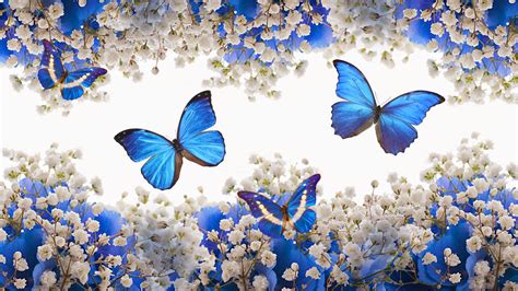 Hermosas Mariposas Azules Full HD en Fondos 1080