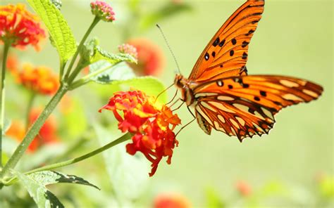Hermosas Mariposas en la Naturaleza | Fotos e Imágenes en ...