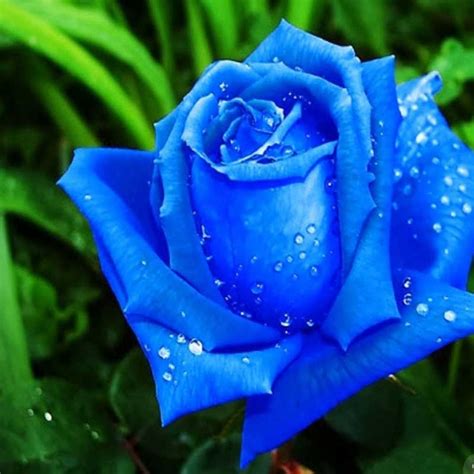 Hermosas rosas color azul   Imagenes de rosas