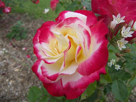 Hermosas rosas | Taringa!