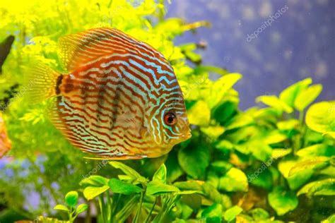 hermosos peces de agua dulce — Foto de stock © bloodua ...