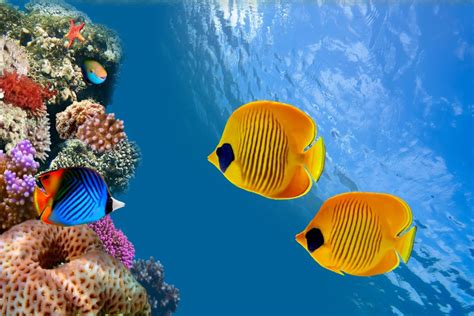 Hermosos peces de colores bajo el mar  66166