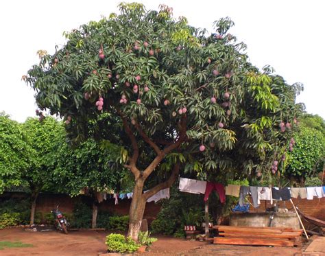 ¡Heta la mango! | Discovering Paraguay, Descubriendo Paraguay