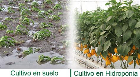 Hidroponia o Cultivos Sin Tierra   Definicion, Usos y ...