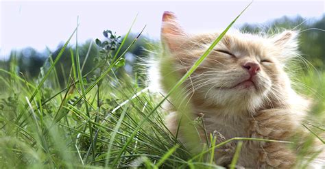 Hierba de gato: sana y educadora   Blog Verdecora