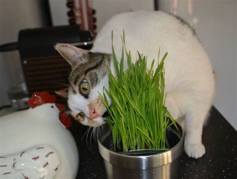 Hierba para gato: tipos y usos   Yummypets
