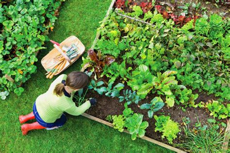 Hierbas aromáticas: ¿Cómo diseñar un jardín con ellas?
