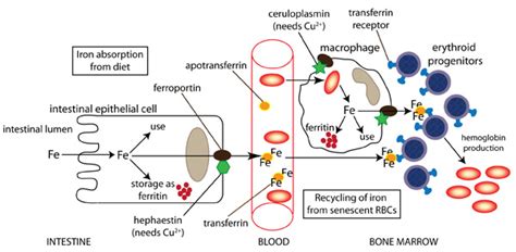 Hierro: Metabolismo y Sistema Inmunitario   DBSS