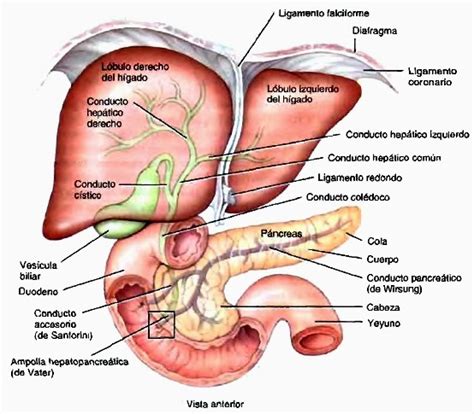 Hígado y vías biliares   Sistema digestivo