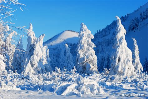 High snow covered trees in Oymyakon, Yakutia, Siberia/Russ ...