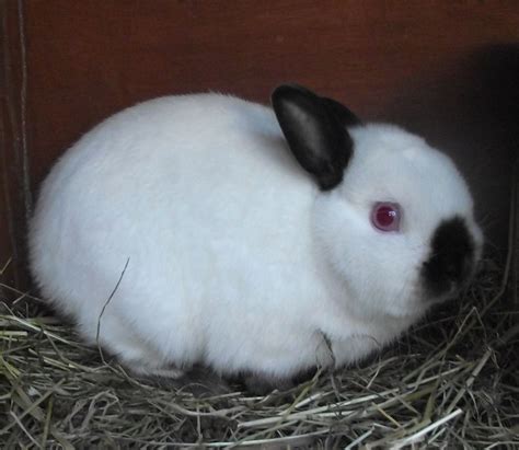 Himalayan Dwarf Rabbit