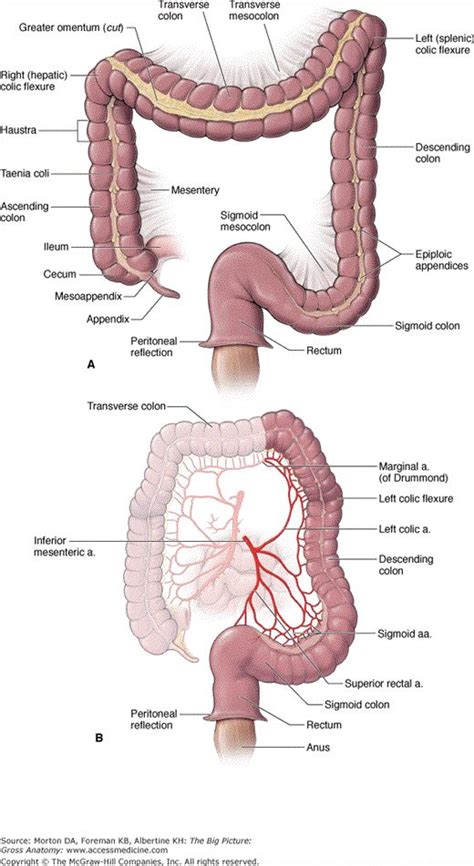 hindgut: distal half of the transverse colon, descending ...