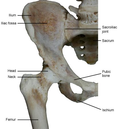 Hip pain information | myVMC