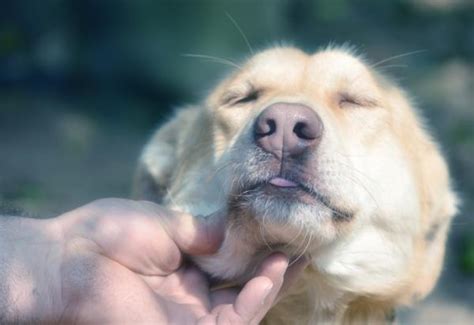 Hipertiroidismo en perros   Causas, síntomas y tratamiento