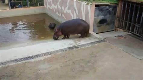 Hipopótamo. Zoológico de Jerez de la Frontera.   YouTube