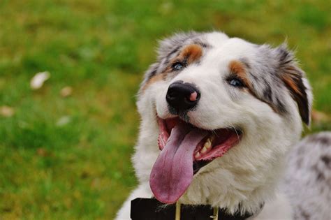 Hipotiroidismo en perros, causas, síntomas y tratamientos