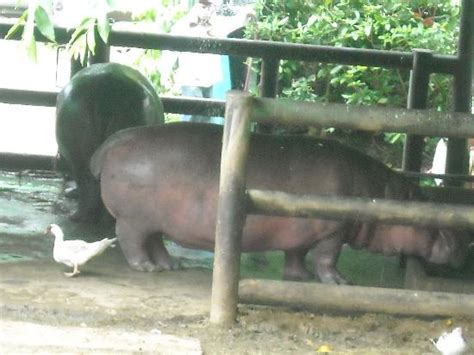 hippo   Picture of Mayaguez Zoo, Mayaguez   TripAdvisor