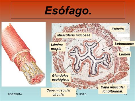 Histología del Esófago y Estómago   ppt video online descargar