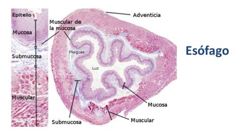 Histología del sistema digestivo