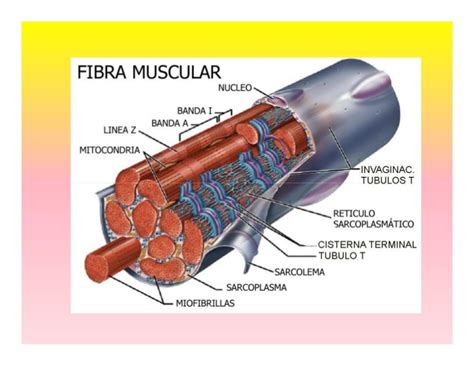 Histología muscular