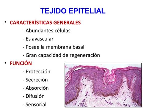 Histología tejido epitelial