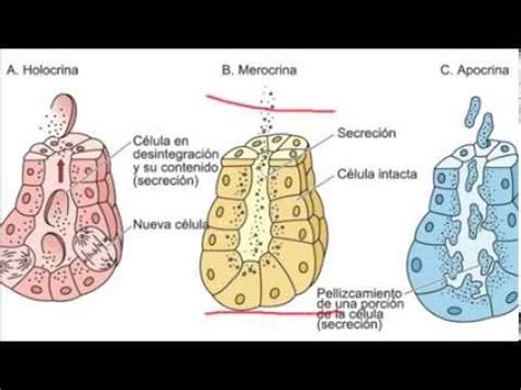 Histología: Tipos de glándulas   Glándulas Exocrinas ...