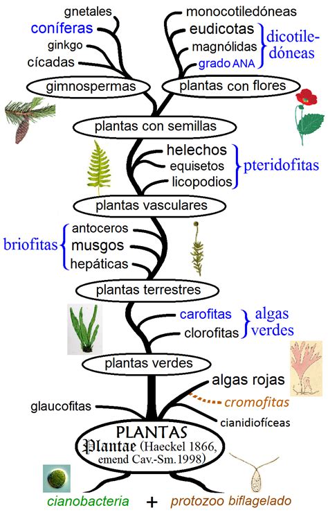 Historia evolutiva de las plantas   Wikipedia, la ...