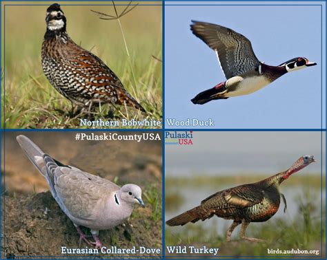 Hitchhikers Guide To Birding In Pulaski County | Pulaski ...