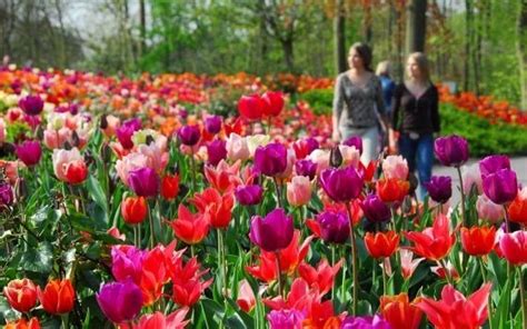 Holanda: Disfruta de los más bellos campos de tulipanes ...