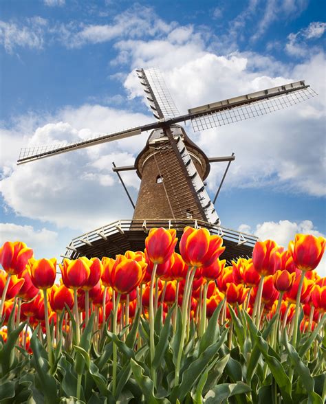 Holanda, una tierra de tulipanes y molinos de viento que ...