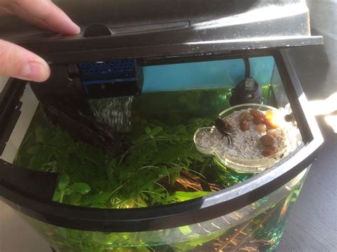 Homemade island for aquariums with land dwellers  I.E ...