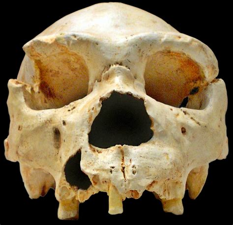 Homo heidelbergensis   Wikipedia