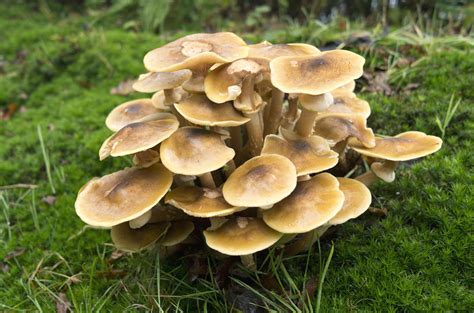 Honey Fungus   What is it and how do we treat it ...