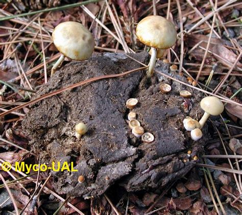 Hongos agaricoideos: Agaricales