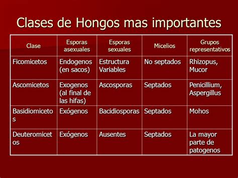 HONGOS Microbiologia I Departamento de Microbiología   ppt ...