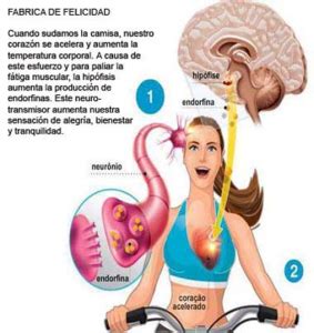 HORMONAS DE LA FELICIDAD « Artes Marciales – Fitness ...