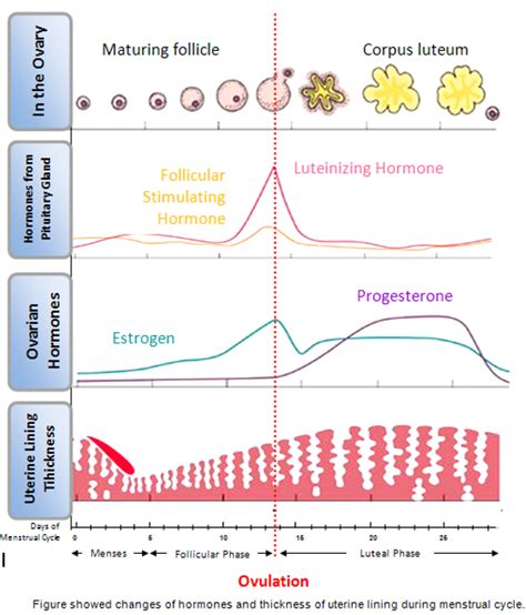 Hormone And Menstrual Cycle   PORTAL MyHEALTH