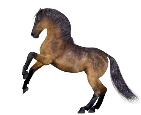 Horse Mane Head · Free image on Pixabay