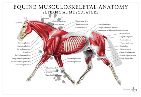 horse muscular system Gallery