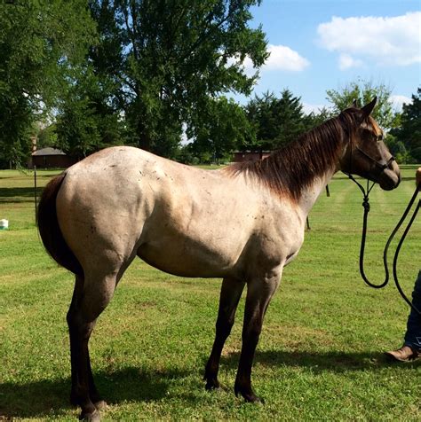 Horses For Sale | Rafter D Ranch Quarter Horses