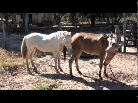 Horses Mating |Wild Animal|Funny Animal|Mating Videos|Pictures