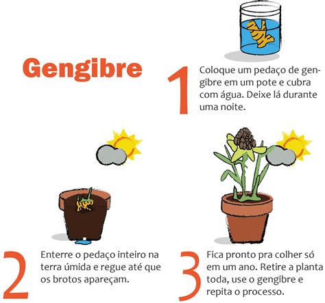 Horta em casa: 7 tipos de plantas que você pode cultivar ...