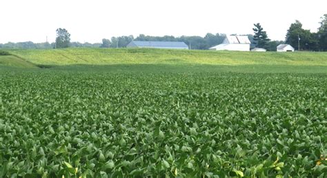 Hot, dry spell damaging Indiana corn and soybean crops ...