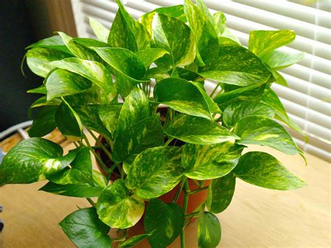 House Plant Identification   Identifying Indoor Plants ...